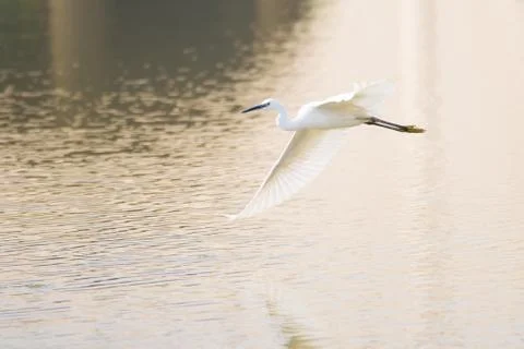 White egret Stock Photos