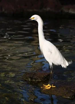 White Egret Stock Photos