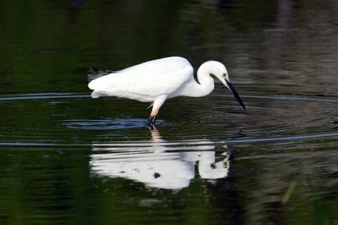 White egret Stock-Fotos