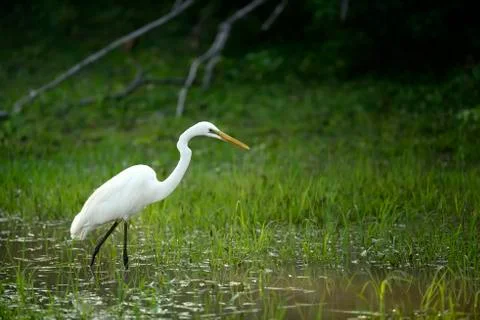 White egret 写真素材