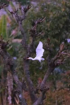 The White egret 스톡 사진
