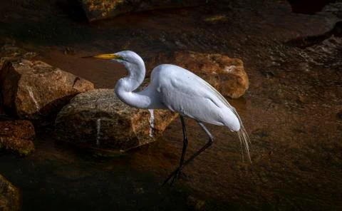 White Egret Stock Photos