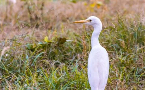 The  white egret Stock Photos