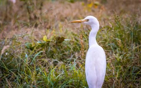 The  white egret Stock Photos