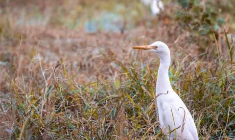 White egret Stock Photos