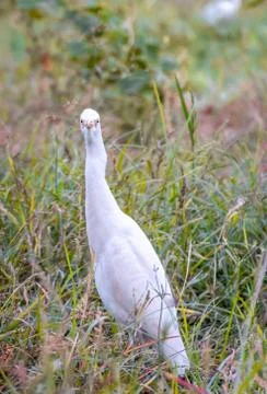 White Egret Stock Photos