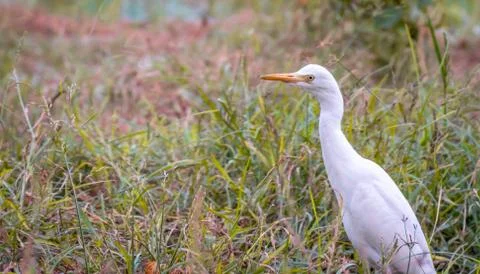 White Egret Stock Photos