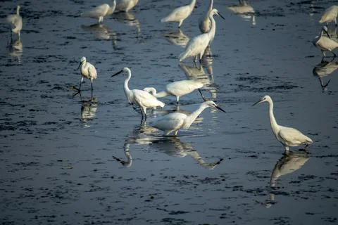 White Egret Stock Photos
