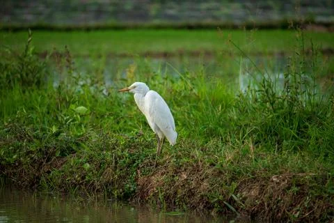 White Egret Stock Photos