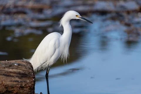 White egret Stock Photos