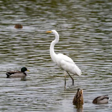 White egret Stock Photos