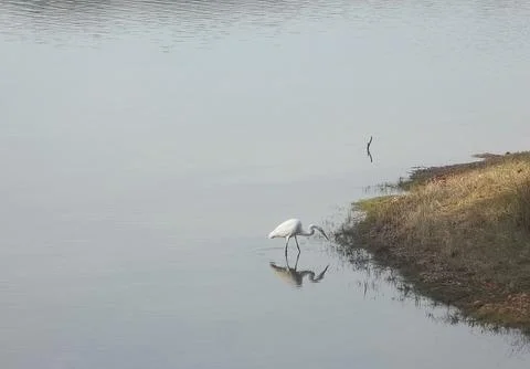White Egret Stock Photos
