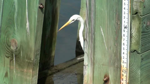 White Egret Playing Peekaboo Stock Footage 27356034