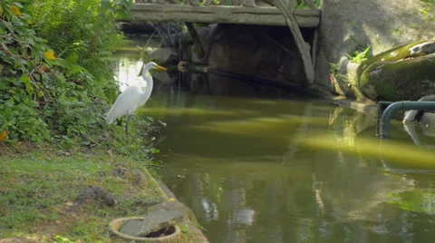 White Egret in the pond Stock Footage 33547807