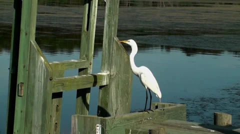 White Egret preening Stock Footage 27357125