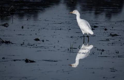 White egret reflected over dark polluted water Foto stock
