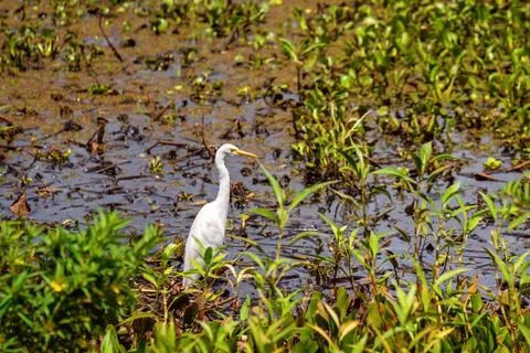 White Egret Resting In Weed Infested Lagoon Stock Photos