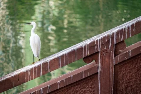 A White Egret on a Rustic Bridge Stock-Fotos