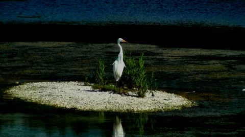 White Egret on a small island Stock Footage 35831096