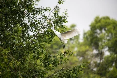 White egret soars above dense green foliage Stock Photos