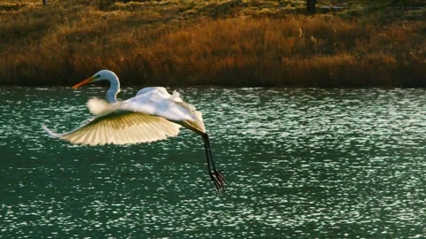 White Egret Spreading Wings Over Shimmering Lake at Golden Hour 库存影片 334706572