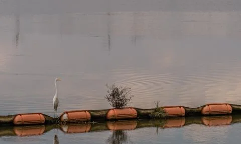 White egret standing on orange float Stock Photos