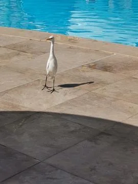 White egret standing on pool deck by blue water for wildlife background and.. Stock Photos