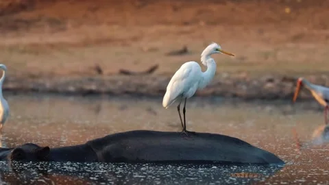 White Egret Standing on Rock in Water Stock Footage 321841253
