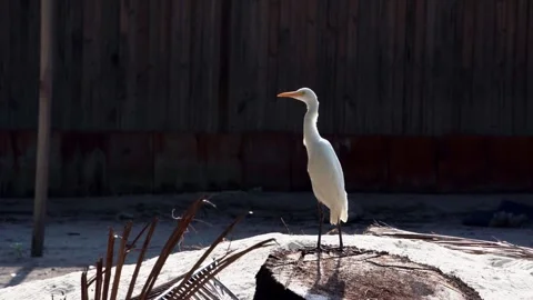 White Egret Standing on Tree Stump and Walking Out of Frame Stock Footage 310476201
