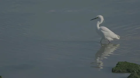 White egret standing in water with reflection, San Francisco Stockbeeldmateriaal 333193967