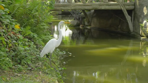 White Egret taking flight over a pond Stock Footage 32130386