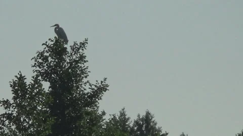 White egret on a tree, Revna river 스톡 동영상 110721042