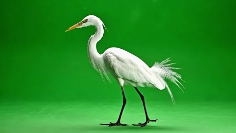 White egret walking bird isolated on green background Stock Footage 320956033