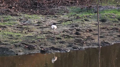 White egret walking foraging for fish along the canal Stock-Footage 160471610