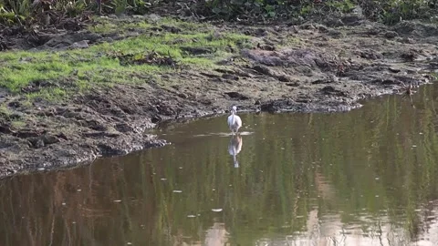 White egret walking foraging for fish along the canal Stock-Footage 160471611