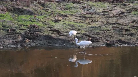 White egret walking foraging for fish along the canal Stock-Footage 160471612