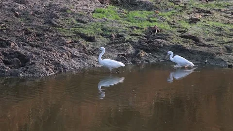 White egret walking foraging for fish along the canal Stock-Footage 160471614