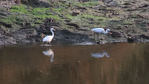 White egret walking foraging for fish along the canal Stock-Footage 160471625
