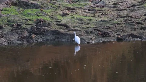 White egret walking foraging for fish along the canal Stock Footage 160471626