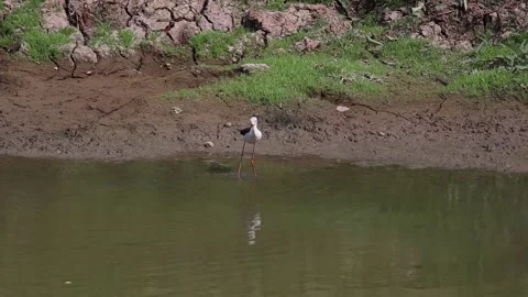 White egret walking foraging for fish along the canal Stock-Footage 160471641