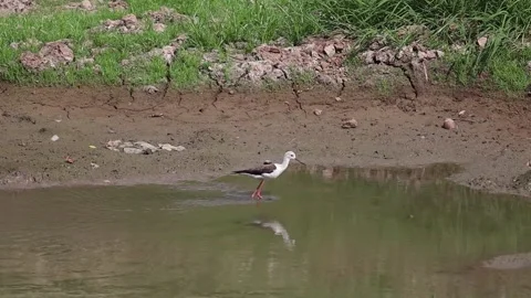 Singing rubber fish, Stock Video