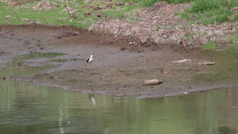 White egret walking foraging for fish along the canal Stock-Footage 160471648