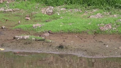 White egret walking foraging for fish along the canal 動画素材 160471659