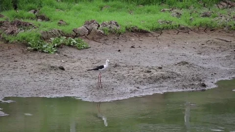 White egret walking foraging for fish along the canal Stock Footage 160471660