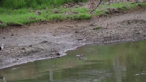White egret walking foraging for fish along the canal 動画素材 160471667