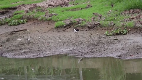 White egret walking foraging for fish along the canal 動画素材 160471677