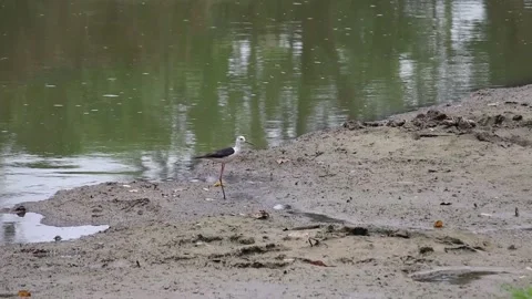 White egret walking foraging for fish along the canal 動画素材 160471685