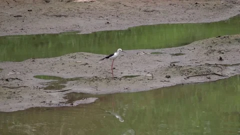 White egret walking foraging for fish along the canal Stock Footage 160471688