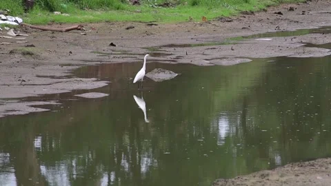 White egret walking foraging for fish along the canal 動画素材 160471689