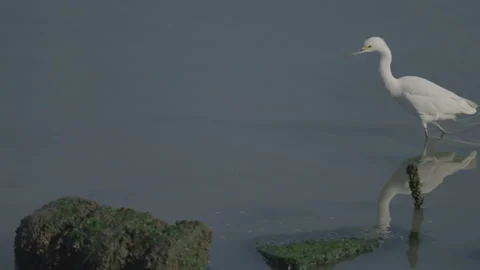 White egret walking right to left in water, San Francisco Stock Footage 333194025